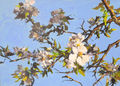 Apfelblüten, Gemälde Nr. 3666
