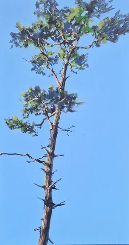 Kiefern, Werknr. 3461 / Acryl auf Leinwand