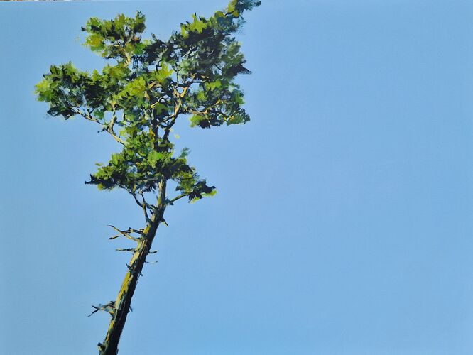 Kiefern, Werknr. 3466 / Acryl auf Leinwand