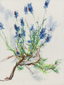 Lavendel
