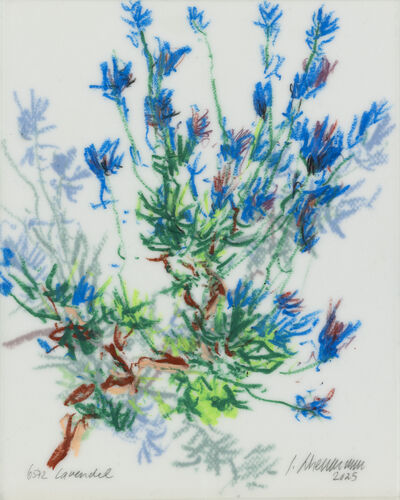Lavendel, Werknr. 6572 / Wachsmalstift auf Papier