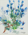 Lavendel, Werknr. 6572