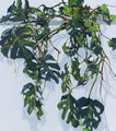 Monstera, Werknr. 1916
