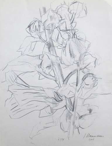 Malve, Nr. 7354 / Bleistift auf Papier
36 x 27 cm