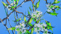 Birnenblüten, Gemälde 9541