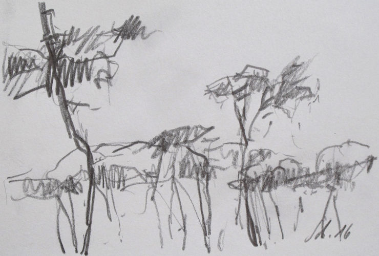 Kiefern, 5647 / Graphit auf Papier